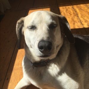 Meet your Posher, Ava